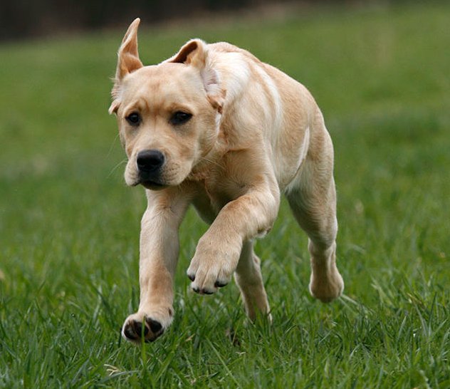 拉布拉多犬（幼犬）怎么看纯不纯种？