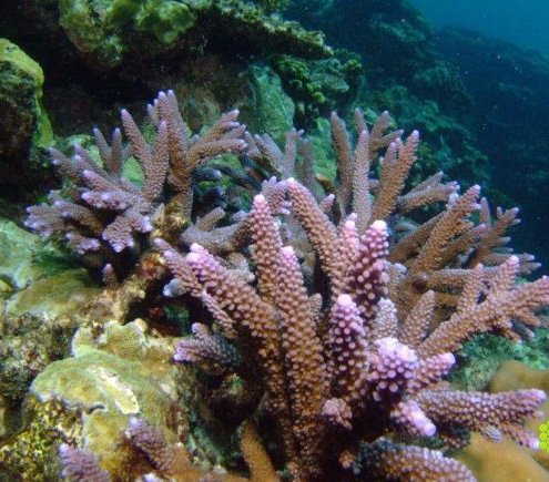 鹿角珊瑚的保护级别