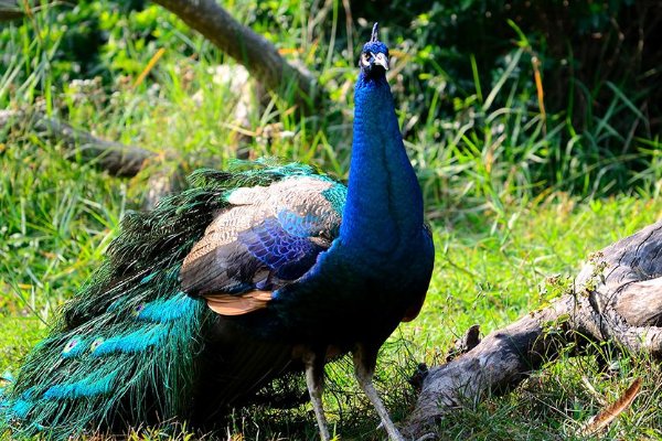 孔雀是我国几级保护动物?