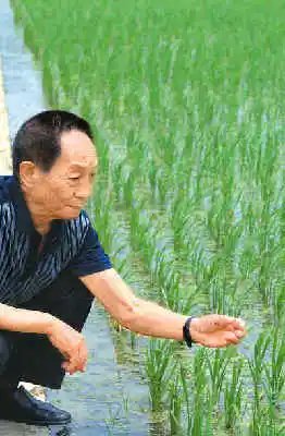 留学生们请看一看！袁隆平曾拒绝5千美元的月薪，袁老为何放弃了？