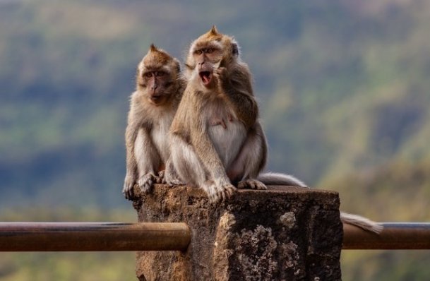 变化无方是什么生肖?