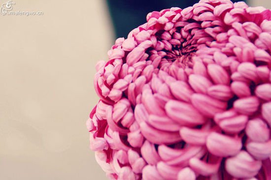 我们看菊花去的赏析