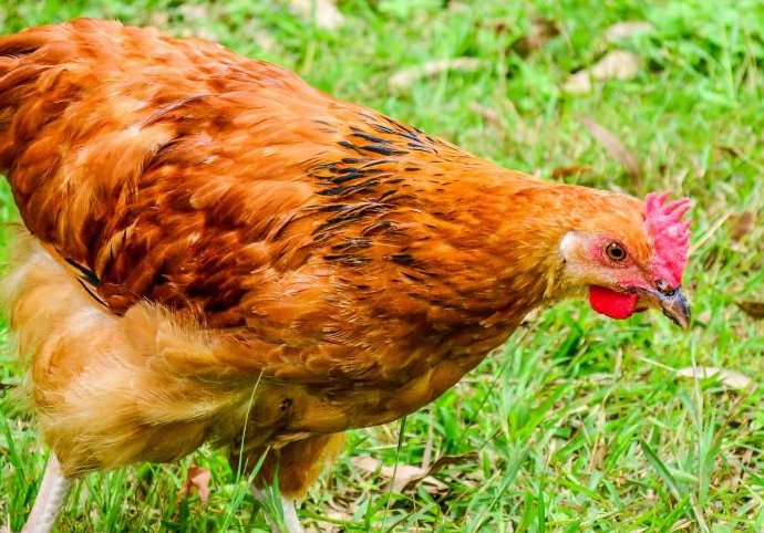 忆昔怃今是什么生肖