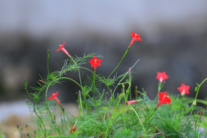 电视剧《我的团长我的团》25集里‘孟烦了’读的那句“花非花 梦非梦”那首词出自哪里啊！！！！