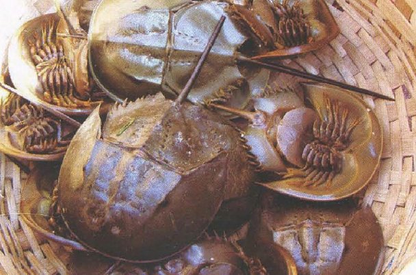 鲎的杀法及做法