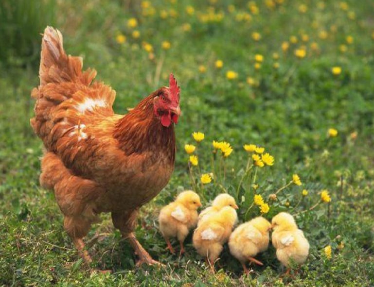 人才济济的生肖指什么