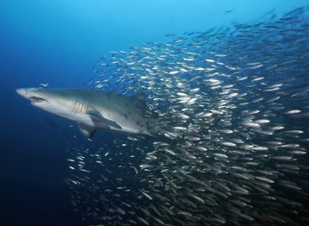 四个鱼是什么字