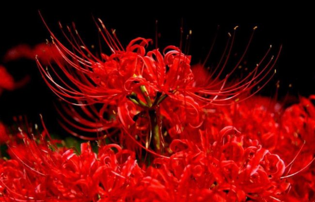 “”彼岸花开的彼岸”的寓意是什么？