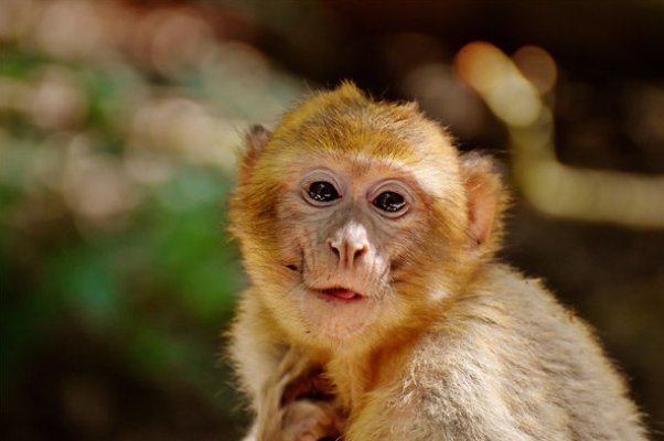 史无前例是什么生肖