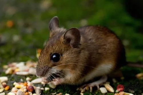 妙手空空什么动物打一生肖