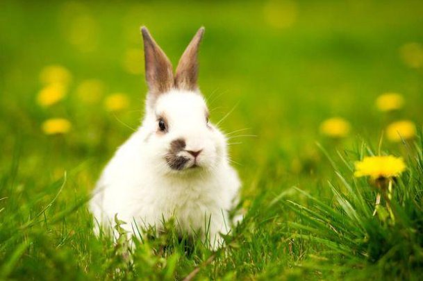 史无前例是什么生肖