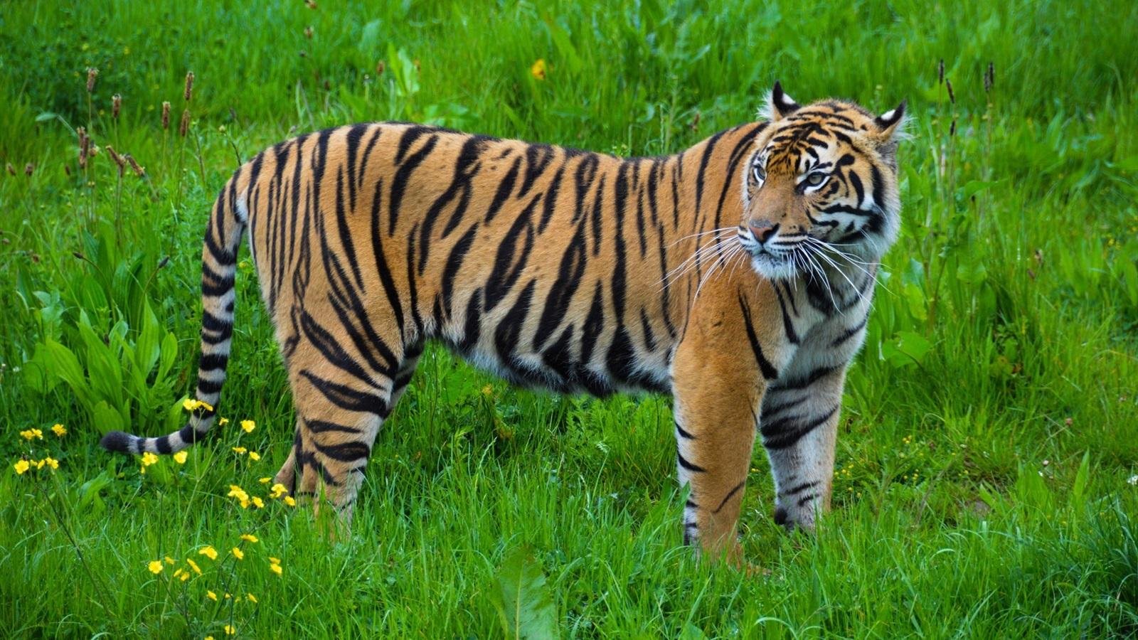 老虎县委书记回应击毙外逃老虎原因，究竟为何会采取击毙的方式？