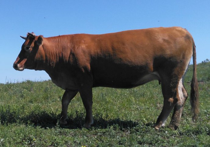 忆昔怃今是什么生肖