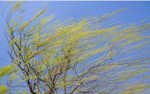 清风一吹，他们便什么？