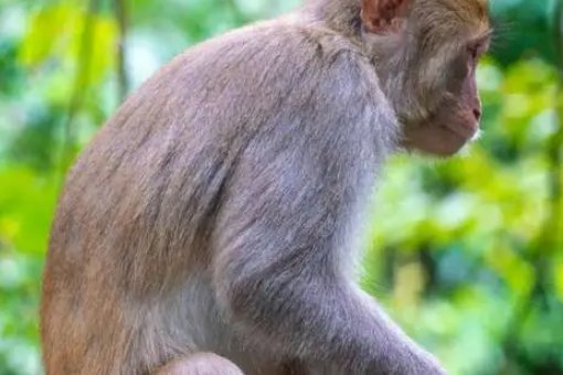 说东忘西指什么生肖动物