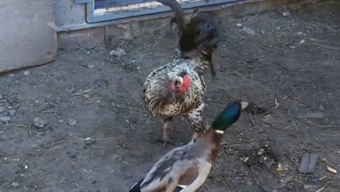 广东一女子刷视频时被鸽子群围啄屏幕,是什么样的视频引起了鸽子的注意?