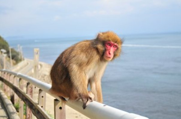 变化无方是什么生肖?