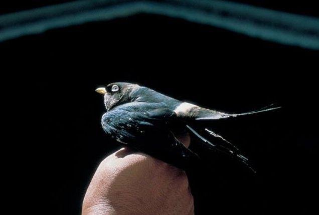 白眼河燕的介绍