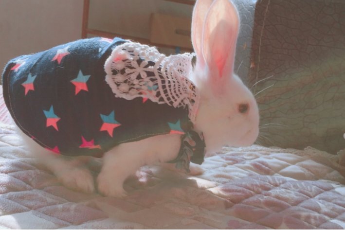 如何给兔子做衣服教程