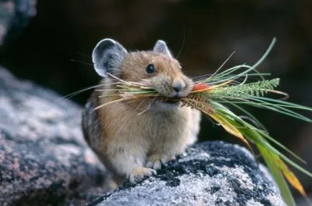 风暖日丽打一动物生肖