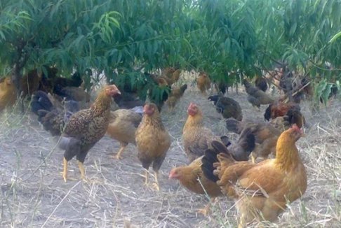 人才济济的生肖指什么