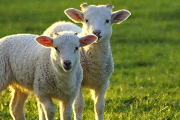 掉以轻心打一准确动物