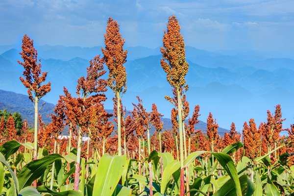 红缨子糯高粱什么具有耐蒸煮性