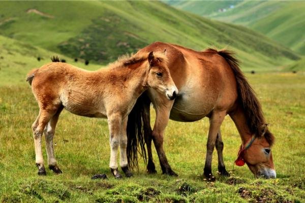 分星辨两打一个生肖