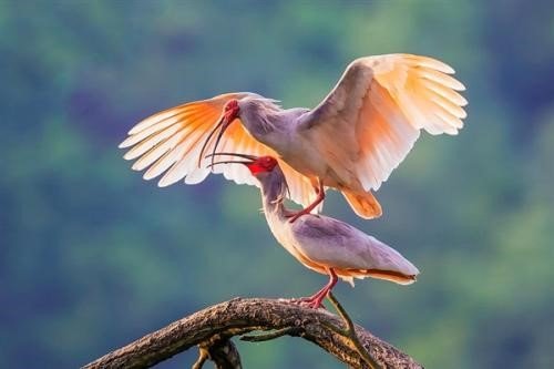 鸟类走路头部为什么要一前一后的晃动？