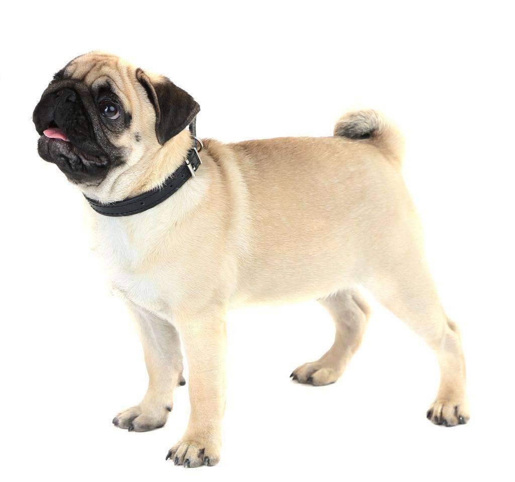 蜂出泉流是指哪个生肖动物