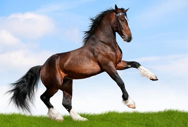 坐也是立,立也是立,行也是立,卧也是立是什么动物