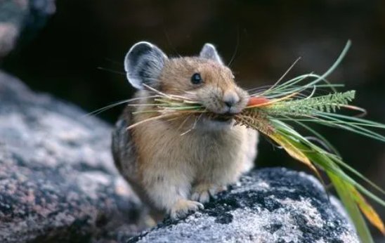 龙血玄黄猜生肖是什么