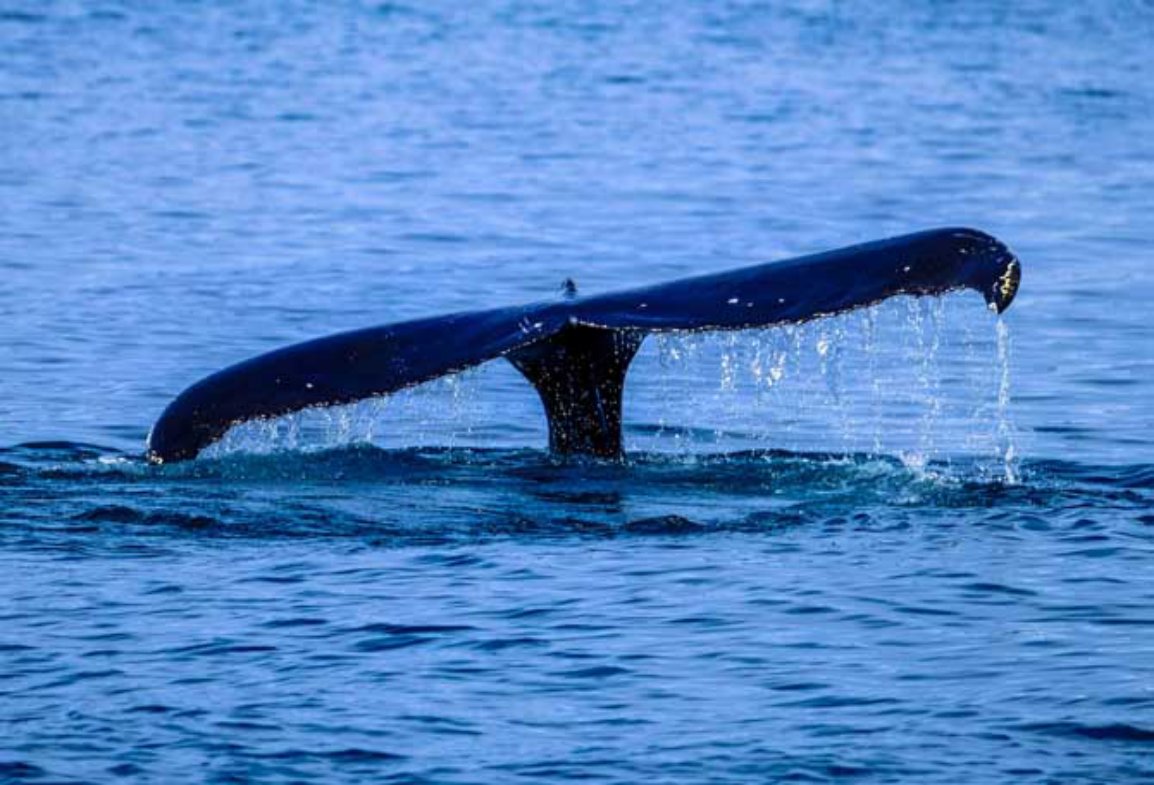领航鲸为什么叫领航鲸