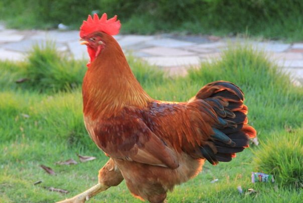 站不住脚打一动物生肖