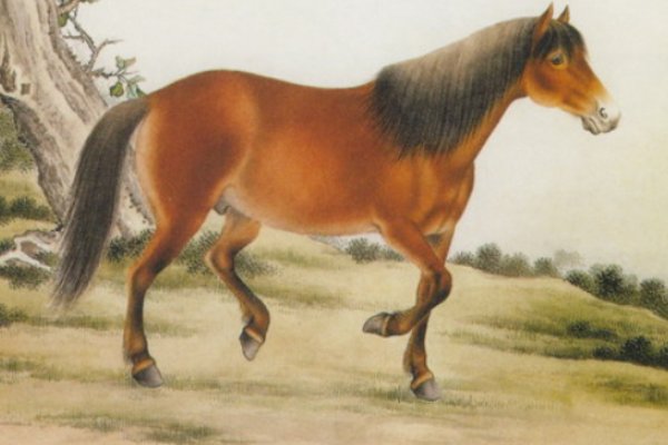 分星辨两打一个生肖