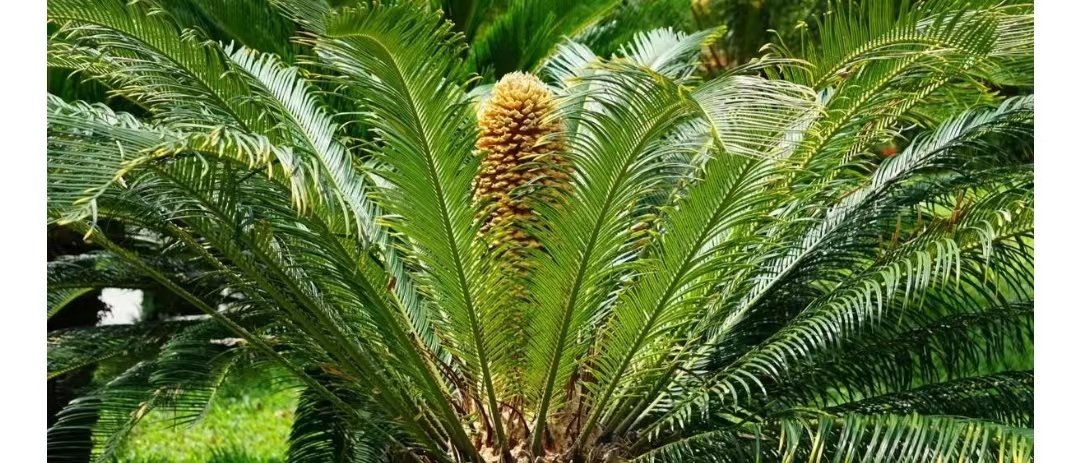 千年铁树开花形容