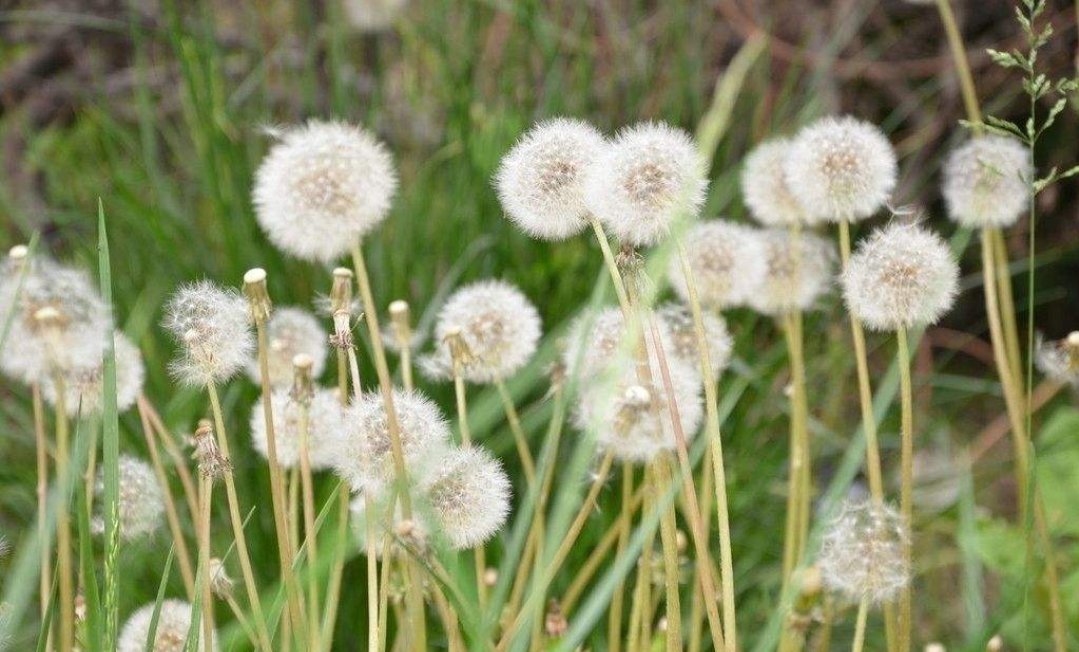 人是如何帮助植物传播种子的?