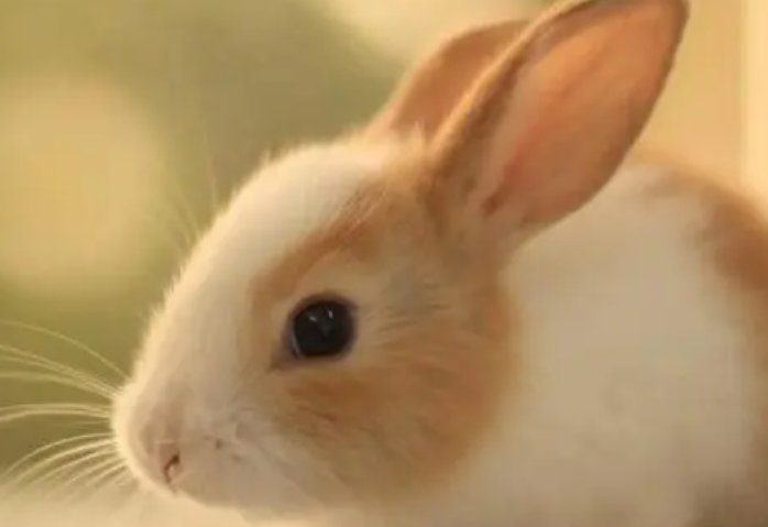 故技重演指什么生肖