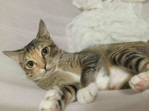 这只猫是什么品种的？