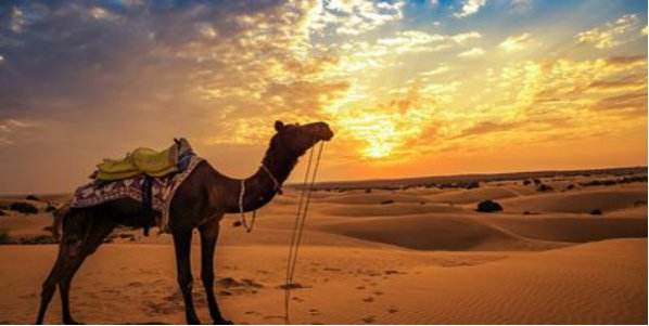 骆驼在撒哈拉沙漠雪中漫步，看到这样的景象你有什么想说的？