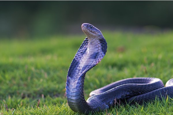 欺世惑俗的生肖