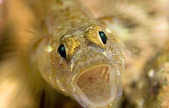 打虎牢龙猜一动物