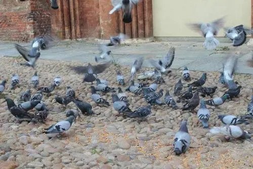 广东一女子刷视频时被鸽子群围啄屏幕,是什么样的视频引起了鸽子的注意?