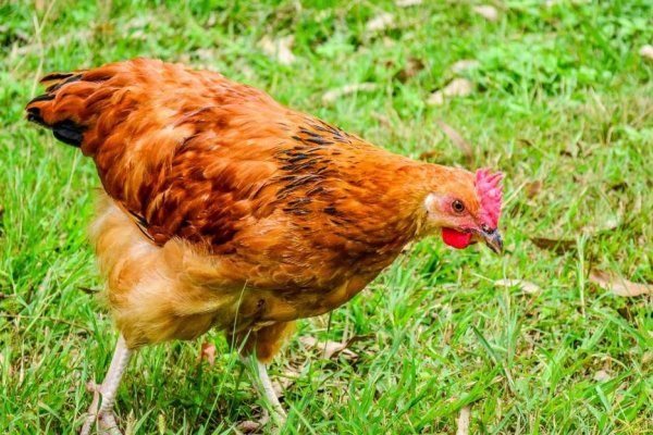 升斗小民打一个准确生肖