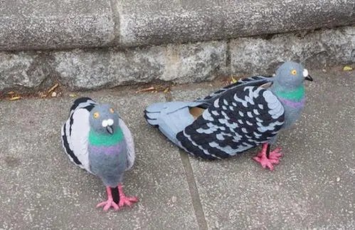 广东一女子刷视频时被鸽子群围啄屏幕，是什么样的视频引起了鸽子的注意？