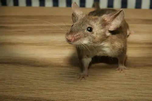 妙手空空什么动物打一生肖