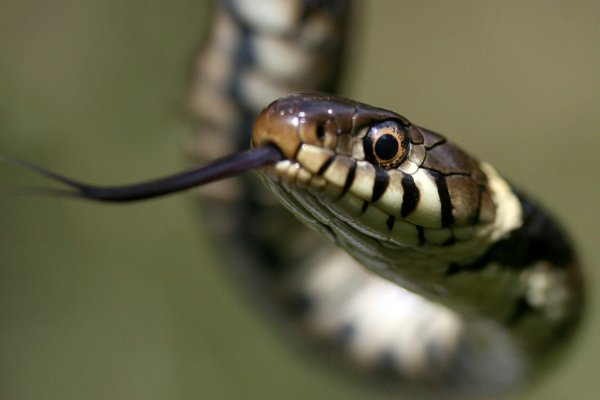 欺世惑俗的生肖