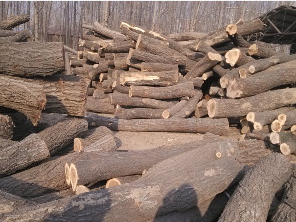 槐木可以做防腐木吗