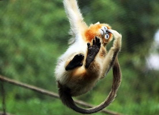 视如珍宝比喻什么动物