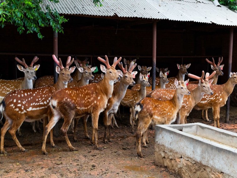 鹿乡镇那家的鹿产品好